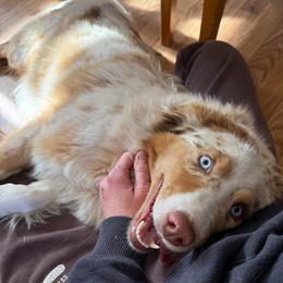 Scout - Australian Shepherd