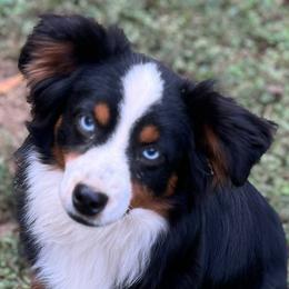 Bluebelle - Black tri Miniature Australian Shepherd puppy in Tennessee from Coolsprings Aussies