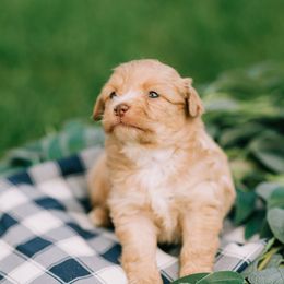 Aussiedoodle and Poodle Puppies from Out West Doodles
