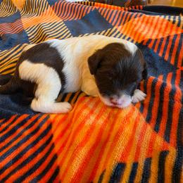 Boy 4 - Brown and white male Portuguese Water Dog puppy in Indianola, Utah from Mlee puppies