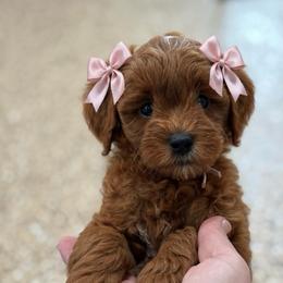 Duchess - Red  female Goldendoodle puppy in Wharton, Texas from Little Fur Friends