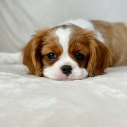 Cavalier King Charles Spaniel Puppies from Cavalier & Co.