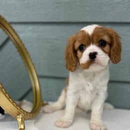 Female AKC - Blenheim female Cavalier King Charles Spaniel puppy in El Campo, Texas from Longhorn Cavaliers
