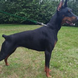 Nora - Doberman Pinscher