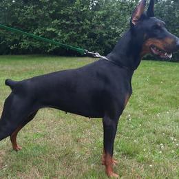 Nora - Doberman Pinscher