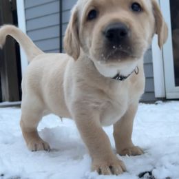 Boy 3 - Yellow male Labrador Retriever puppy in Sandpoint, Idaho from Allen Sunnyside AKC Labs