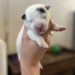 Breeze - Blue mottled male Australian Cattle Dog puppy in Ellensburg, Washington from Boondock Bandits