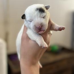 Breeze - Blue mottled male Australian Cattle Dog puppy in Ellensburg, Washington from Boondock Bandits