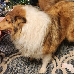 Ivy - Collie