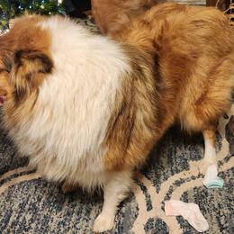 Ivy - Collie