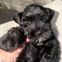 Réglisse Black (brown)SUPER COAT ESA candidate SUPER COATED Therapy lines READY Aug 4 th - Black male Miniature Schnauzer puppy in Temple, Texas from Schnauzers Of Taylor