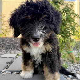 Luna - Tri-color female Bernedoodle puppy in Nampa, Idaho from Ember Skies Doodles