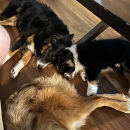 Miniature Australian Shepherd Puppies from Andy McDonald