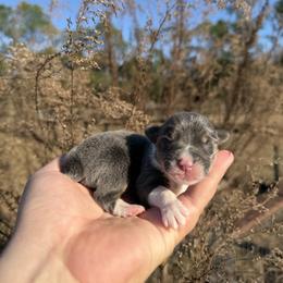 Vera (Financing Available) - Blue female Pembroke Welsh Corgi puppy in Inverness, Florida from Canaan Farm Corgis