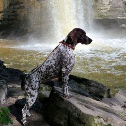 German Shorthaired Pointers from TRF German Shorthaired Pointers