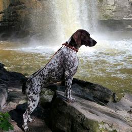 German Shorthaired Pointers from TRF German Shorthaired Pointers