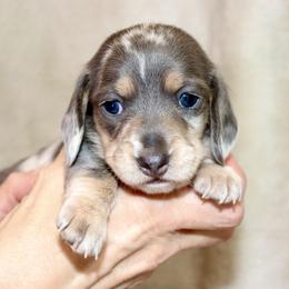Tinsel (Silver Band) - Dapple female Dachshund puppy in Raleigh, North Carolina from McLovin Doxies