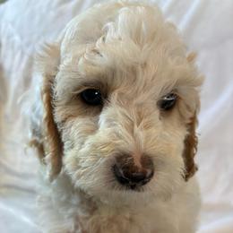 Doc - Red and white male Cockapoo puppy in Adrian, Oregon from ApplebyFarm