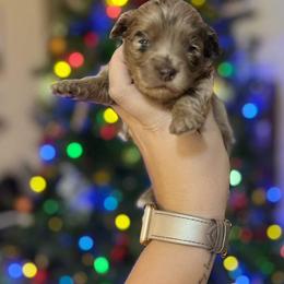Aussiedoodle and Goldendoodle Puppies from Ever After Doodles Arizona