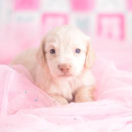Goose - FULL AKC Cream - Cream male Dachshund puppy in Neosho, Missouri from A Walk In The Park