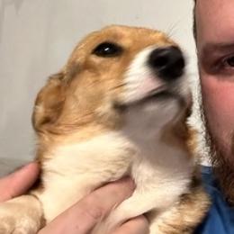 Pembroke Welsh Corgis from Harper’s Corgis
