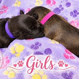 Miniature Schnauzer Puppies from Always Blessed Miniature Schnauzers