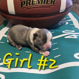 Boston Terrier Puppies from Grandma's Boston Terriers