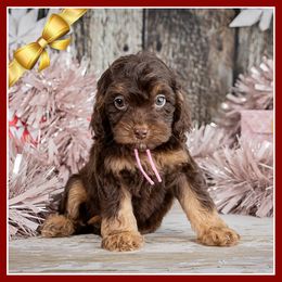 Kimmi - Brown and tan female Cockapoo puppy in Connersville, Indiana from Deaz Doodle Ranch