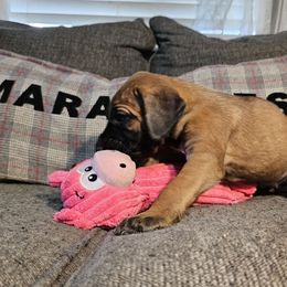 Yumiko - Fawn female Great Dane puppy in Jerusalem, Arkansas from Mara Danes