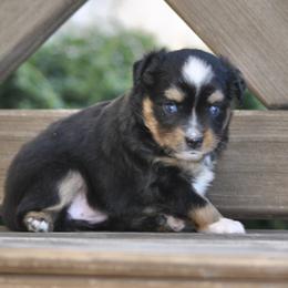 Charlotte - Black tri female Toy Australian Shepherd puppy in Bixby, Oklahoma from Roeboat Aussies