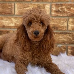 Cavapoos and Poodles from Browns Babies