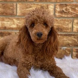 Cavapoos and Poodles from Browns Babies