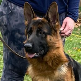 German Shepherds from Wilhendorf