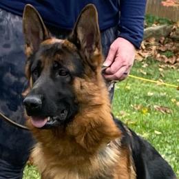 German Shepherds from Wilhendorf