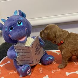 Goldendoodle Puppies from Loving Hearts Goldendoodles