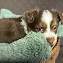 Dottie - Red tri-color female Miniature American Shepherd puppy in Enumclaw, Washington from Mount Peak Mini American Shepherds