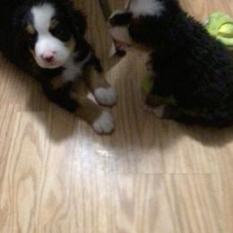 Bernese Mountain Dog Puppies from Bernese Bunker