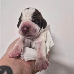 Jefferson - White and chestnut male Bracco Italiano puppy in Silver Summit, Utah from Snow Peak Kennel