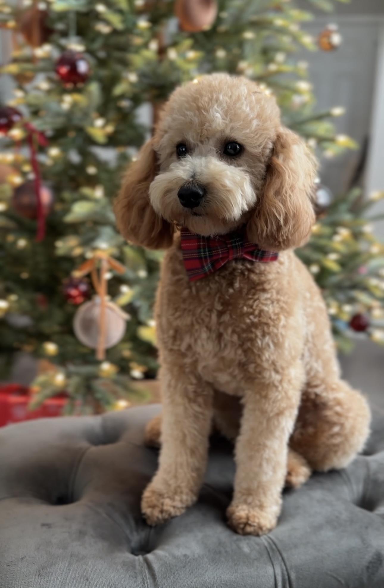 Bruno