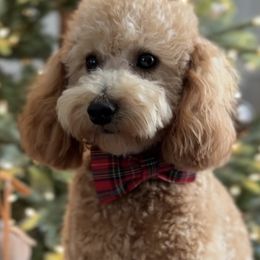 Bruno - Poodle