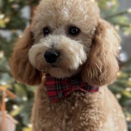 Bruno - Poodle