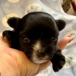 Morkie puppies from Linda Sherman