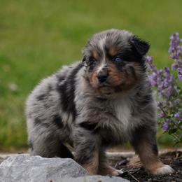 Brazil - Blue merle male Australian Shepherd puppy in Glenville, Pennsylvania from Rolling Hills Australian Shepherds