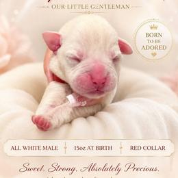 Boy 1 - White male Boxer puppy in Howey In The Hills, Florida from Bayla Belle & Blossom's Boxers