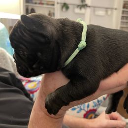 French Bulldog Puppies from JoJo French Bulldogs