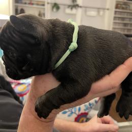 French Bulldog Puppies from JoJo French Bulldogs