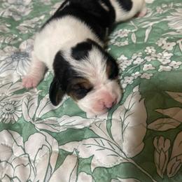 Fred - Black white and brown male Basset Hound puppy in Daleville, Alabama from Home Grown Basset Hounds of Alabama