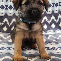 Border Terrier Puppies from Cornerstone Border Terriers