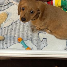 Puppy - Cream male Dachshund puppy in Cedar Falls, Iowa from Kristy's Dachshunds