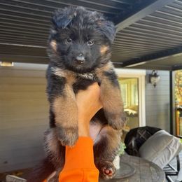 Armani (Girl 3) - Black and red female German Shepherd puppy in Snohomish, Washington from Wataha Shepherds